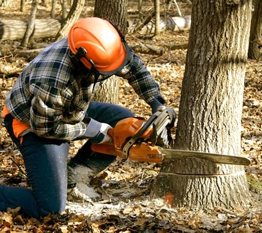 Tree Removal in Matamoras, PA